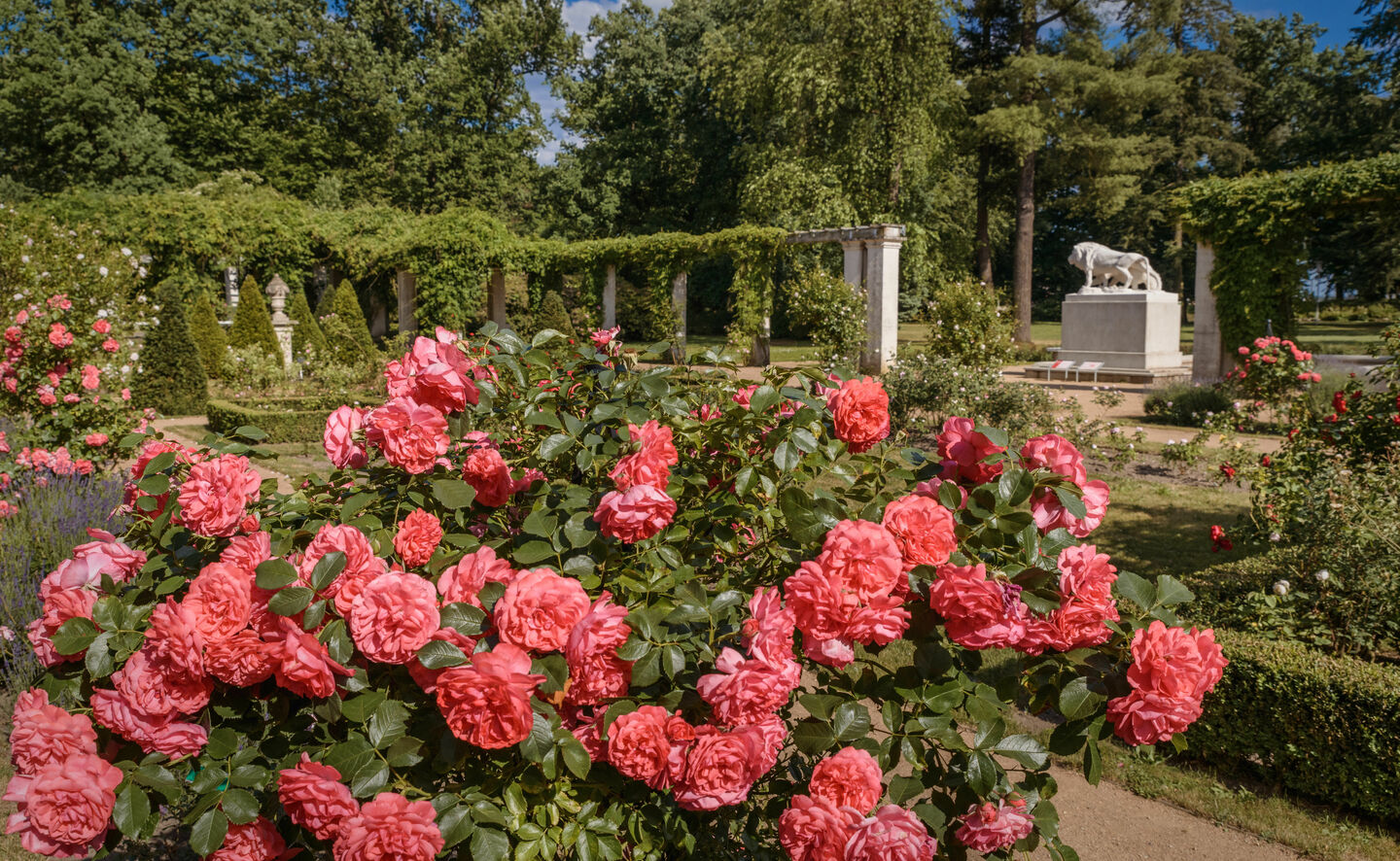 Widok na fontannę „Spragnione Lwy”, Fot: Rico Hofmann
