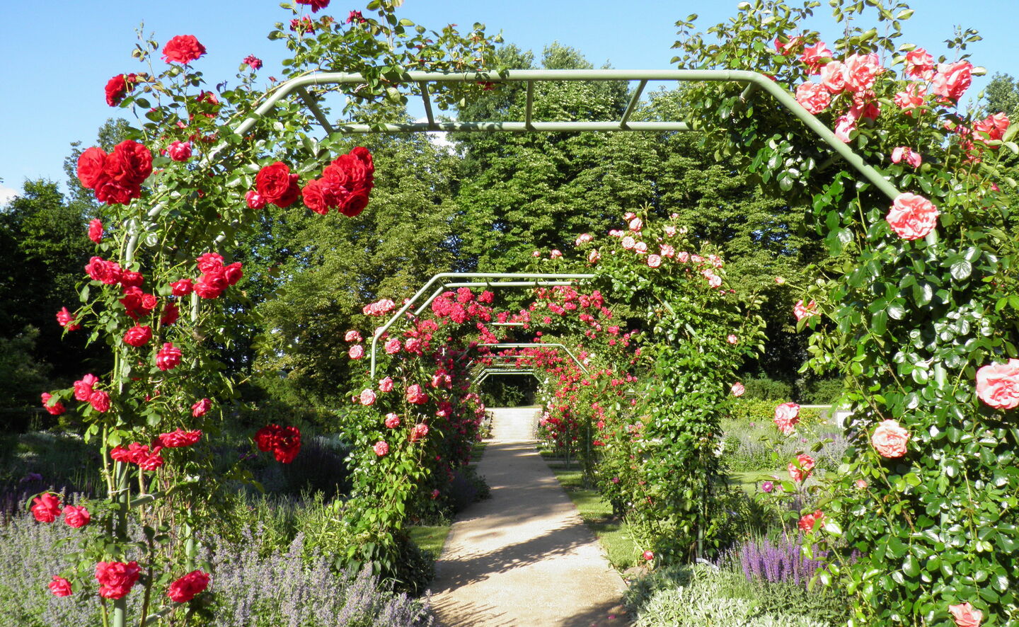 Pergola różana, Fot: Annette Schild